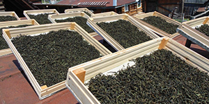 Производство черного и зеленого чая