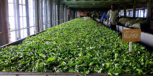 Бизнес-план по производству чая